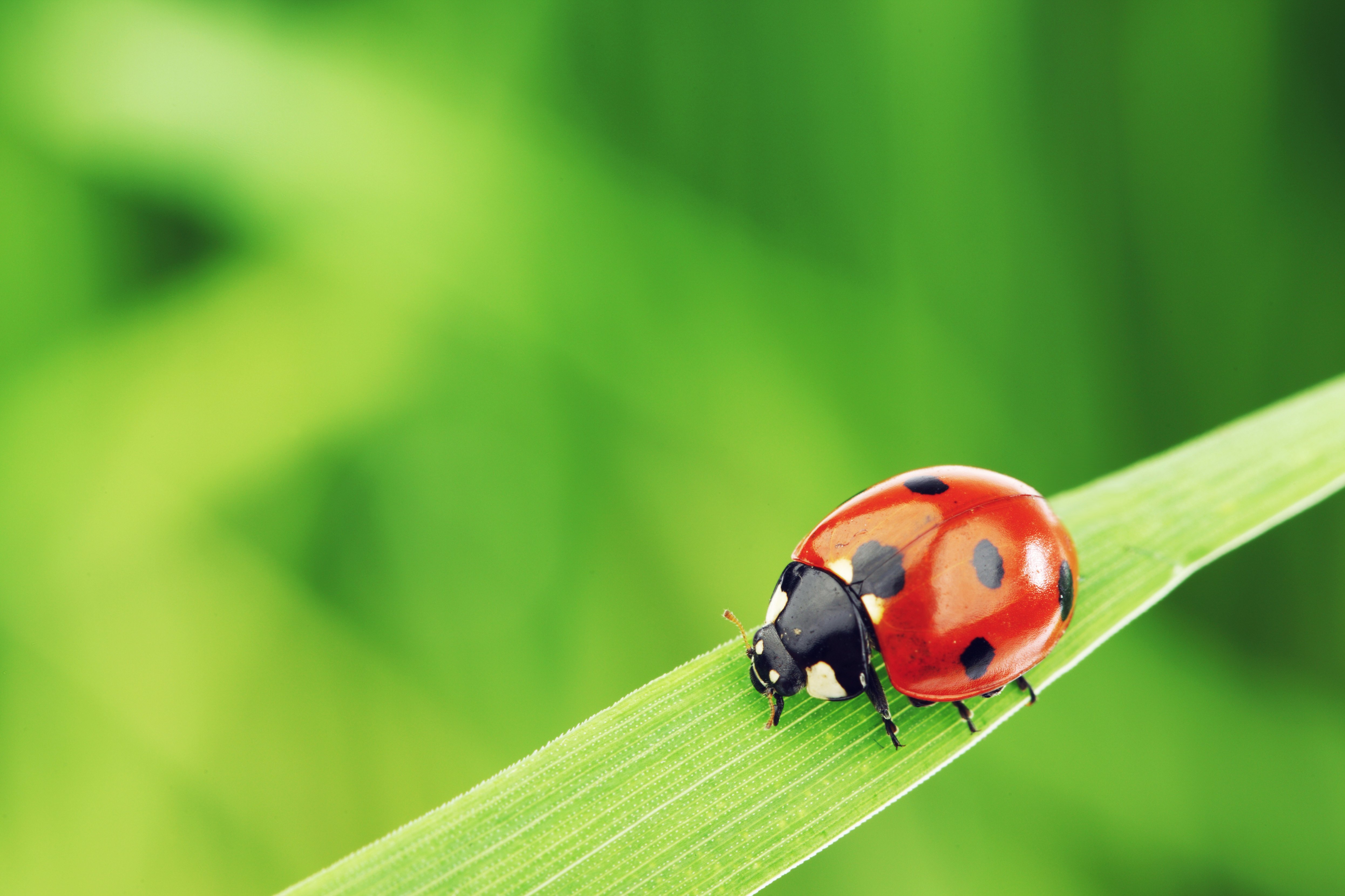 Ladybird